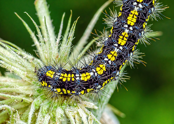 Scarlet Tiger Moth - Callimorpha dominula, Garden, April 2020
