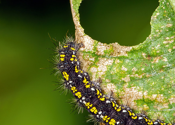 Scarlet Tiger Moth - Callimorpha dominula, Garden, April 2020