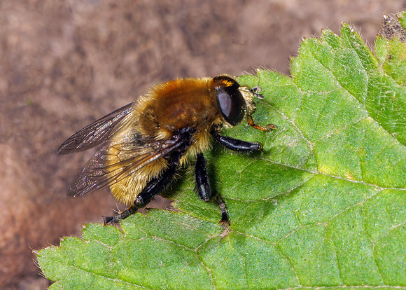 Hoverfly -Criorhina berberina var. oxyacanthae, Garden, April 2020