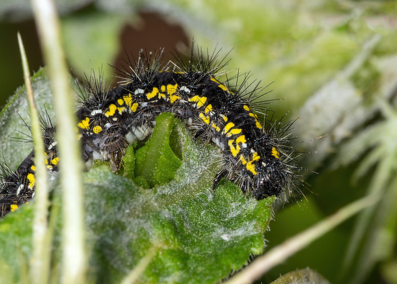 Scarlet Tiger Moth Caterpillar - , Garden, April 2020