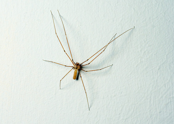 Daddy Long-legs Spider -Pholcus phalangioides, May 2020