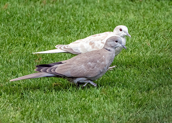 Leucistic Collared Dove - Streptopelia decaocto, Garden, April 2020