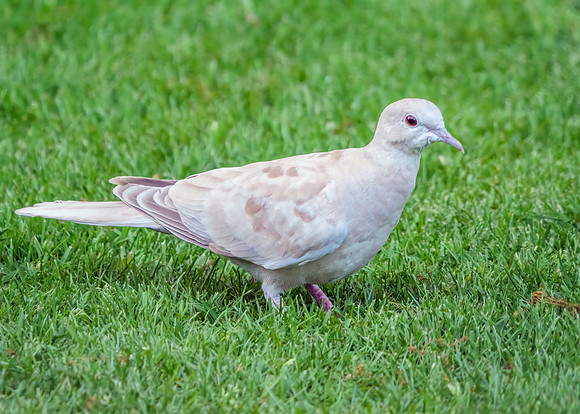 Leucistic Collared Dove - Streptopelia decaocto, Garden, April 2020