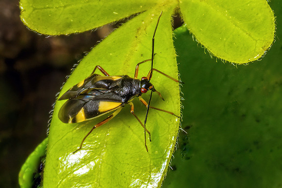 Mirid or Capsid Bug - Dryophilocoris flavoquadrimaculatus, Garden, May 2020