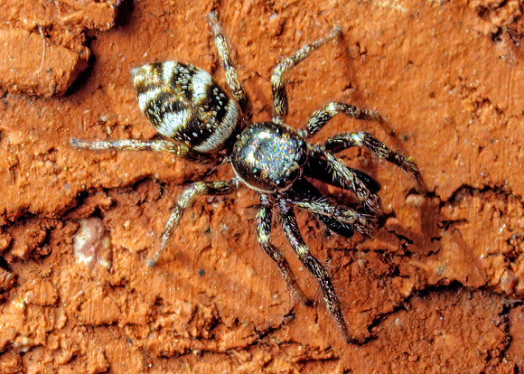 Zebra Spider - Salticus scenius, Garden, May 2020