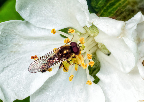 Hoverfly - Platycheirus albimanus, Garden, May 2020