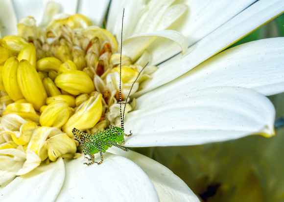 Speckled Bush-cricket nymph - Leptophyes punctatissima, Garden, May 2020