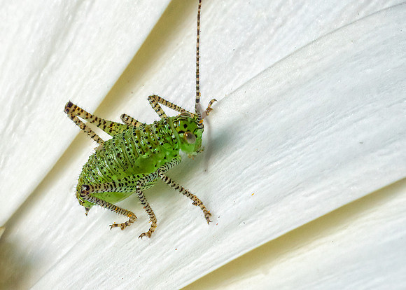 Speckled Bush-cricket nymph - Leptophyes punctatissima, Garden, May 2020