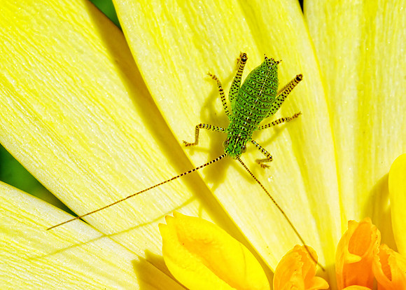 Speckled Bush-cricket nymph - Leptophyes punctatissima, Garden, May 2020