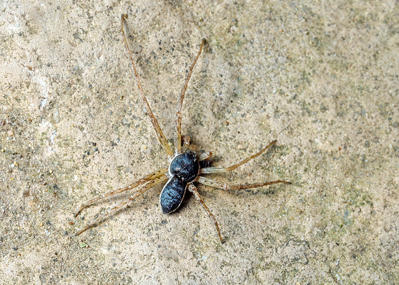 Male House Crab Spider - Philodromus dispar, Garden, May 2020