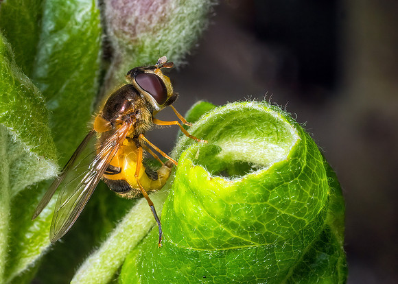 Hoverfly - Epistrophe eligans, Garden, May 2020