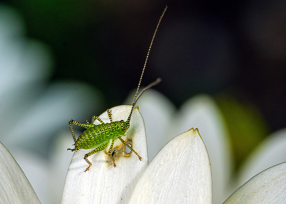 Speckled Bush-cricket nymph - Leptophyes punctatissima, Garden, May 2020