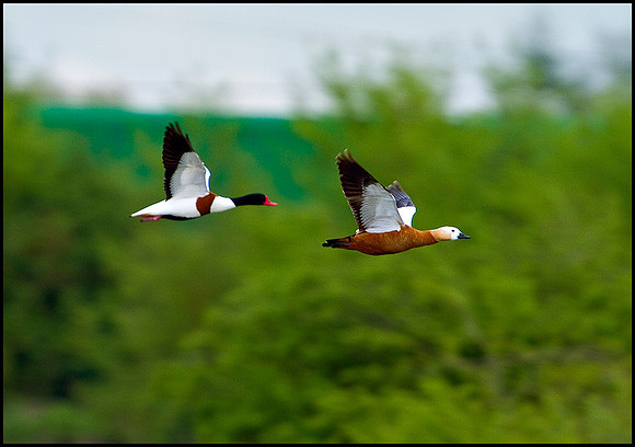 Ruddy Shelduck, Upton Warren Flashes, 30 April 2010