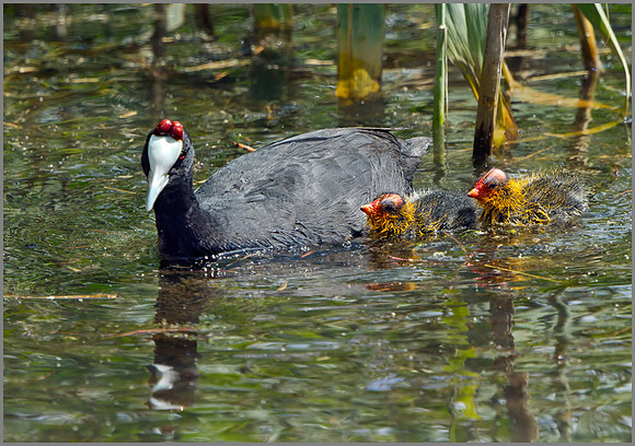 Red-knobbed Coot (Fulica cristata), Mallorca, May  2014