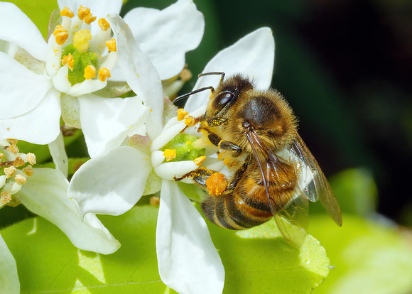 European Honey Bee - Apis mellifera, Garden, May 2020
