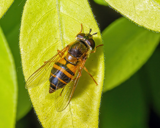 Hoverfly - Epistrophe eligans, Garden, May 2020