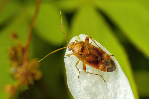 Mirid or Capsid Bug -  Genus 'Psallus', Garden, May 2020