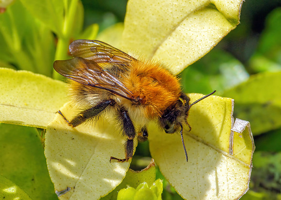 Common Carder Bee - Bombus pascuorum, Garden, April 2020