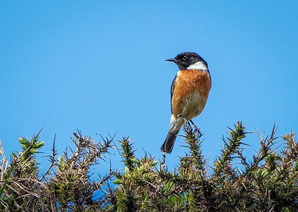 Common Stonechat Male - Saxicola torquatus, Shropshire, May 2020