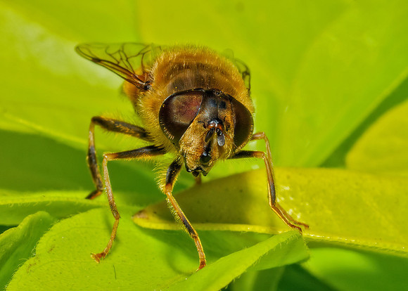 Tapered Drone Fly - Eristalis pertinax, Garden, May 2020
