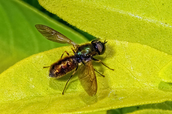 Broad Centurion - Chloromyia formosa, Garden, May 2020
