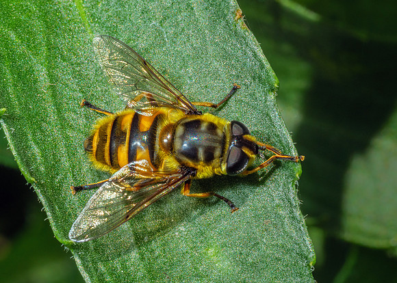 Yellow-haired Sun Fly - Myathropa florea, Garden, May 2020