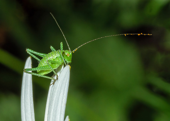 Speckled-bush Cricket Nymph - Leptophyes punctatissima,  Garden, May 2020