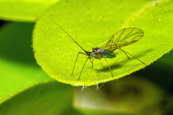 Greenfly - Aphid, Garden, May 2020