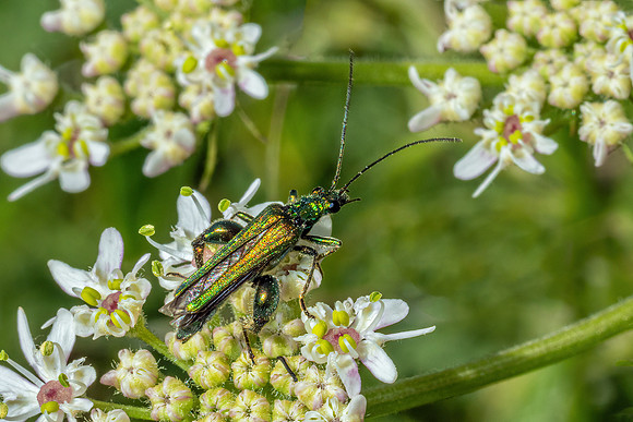 Thick-legged Flower Beetle - Oedemera nobilis, Hanbury, June 2020