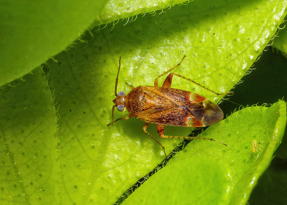 Mirid Bug - Genus 'Psallus', Garden, May 2020