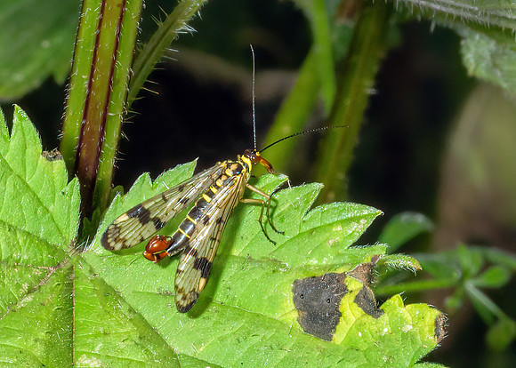 Common European Scorpion Fly - Genus Panorpa, Chaddesley Wood, June 2020