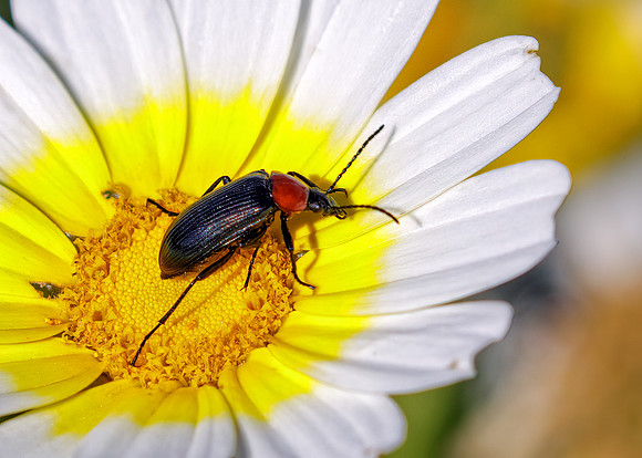 Sun Bull, Heliotaurus ruficollis, Algarve, Portugal, May 2018