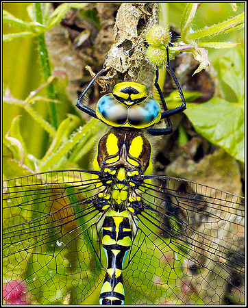 Southern Hawker, Upton Warren Moors, 21 July 2011