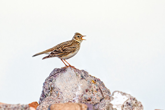Skylark - Alauda arvensis, Shropshire, June 2020