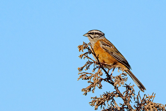 Rock Bunting - Emberiza cia, Algarve, Portugal, May 2019