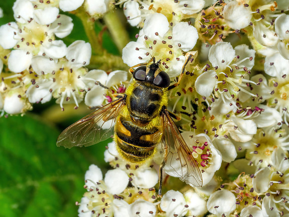 Yellow-haired Sun Fly - Myathropa florea, Garden, June 2020