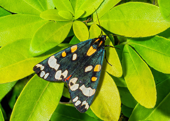 Scarlet Tiger Moth - Callimorpha dominula, Garden, 20 June 2020