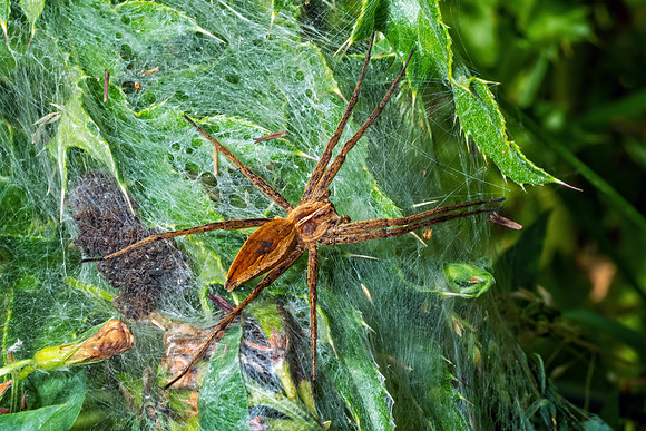 European Nursery Web Spider - Pisaura mirabilis, Chaddesley Wood, June 2020