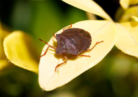 Common Green Shieldbug - Palomena prasina, Garden,  March 2024