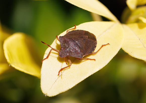 Common Green Shieldbug - Palomena prasina, Garden,  March 2024