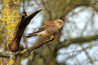 Common Kestrel - Falco tinnunculus, Hillers, Warwickshire, March 2024