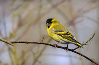 Eurasian Siskin - Spinus spinus, Warwickshire, 15 March 2024