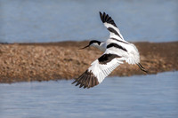 Pied Avocet - Recurvirostra avosetta, Upton Warren, March 2024