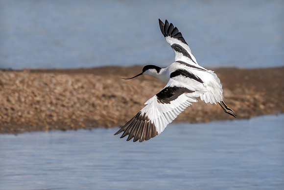 Pied Avocet - Recurvirostra avosetta, Upton Warren, March 2024