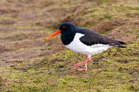 Eurasian Oystercatcher - Haematopus ostralegus, Upton Warren, March 2024