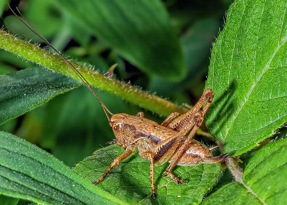 Dark Bush-cricket - Pholidoptera griseoaptera, Monkwood, June 2020