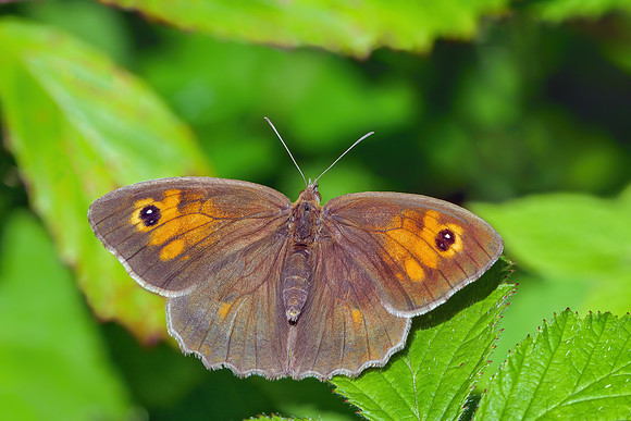 Meadow Brown - Maniola jurtina, Monkwood, June 2020