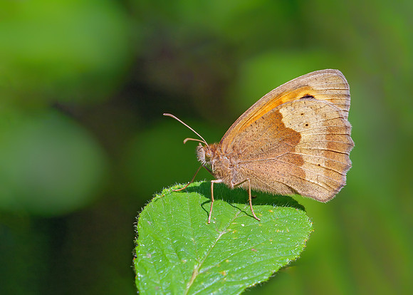 Meadow Brown - Maniola jurtina, Monkwood, June 2020
