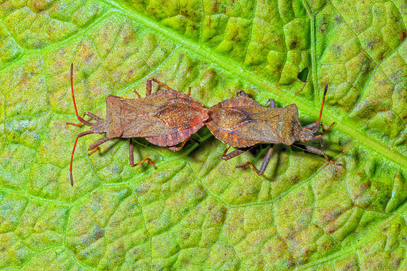 Dock Bugs - Coreus marginatus, Chaddesley Corbett, June 2020