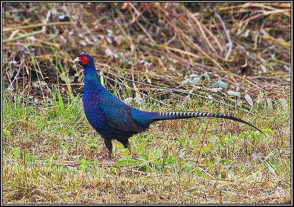 Pheasant, Upton Warren Moors, 18 September 2010
